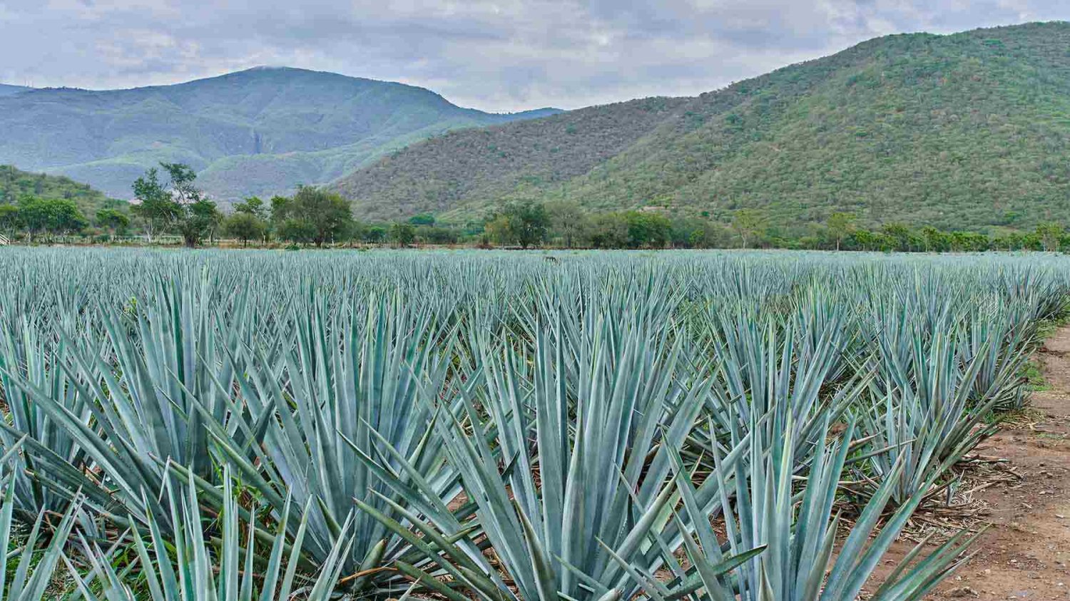 porque estudiar una maestria en procesos del tequila