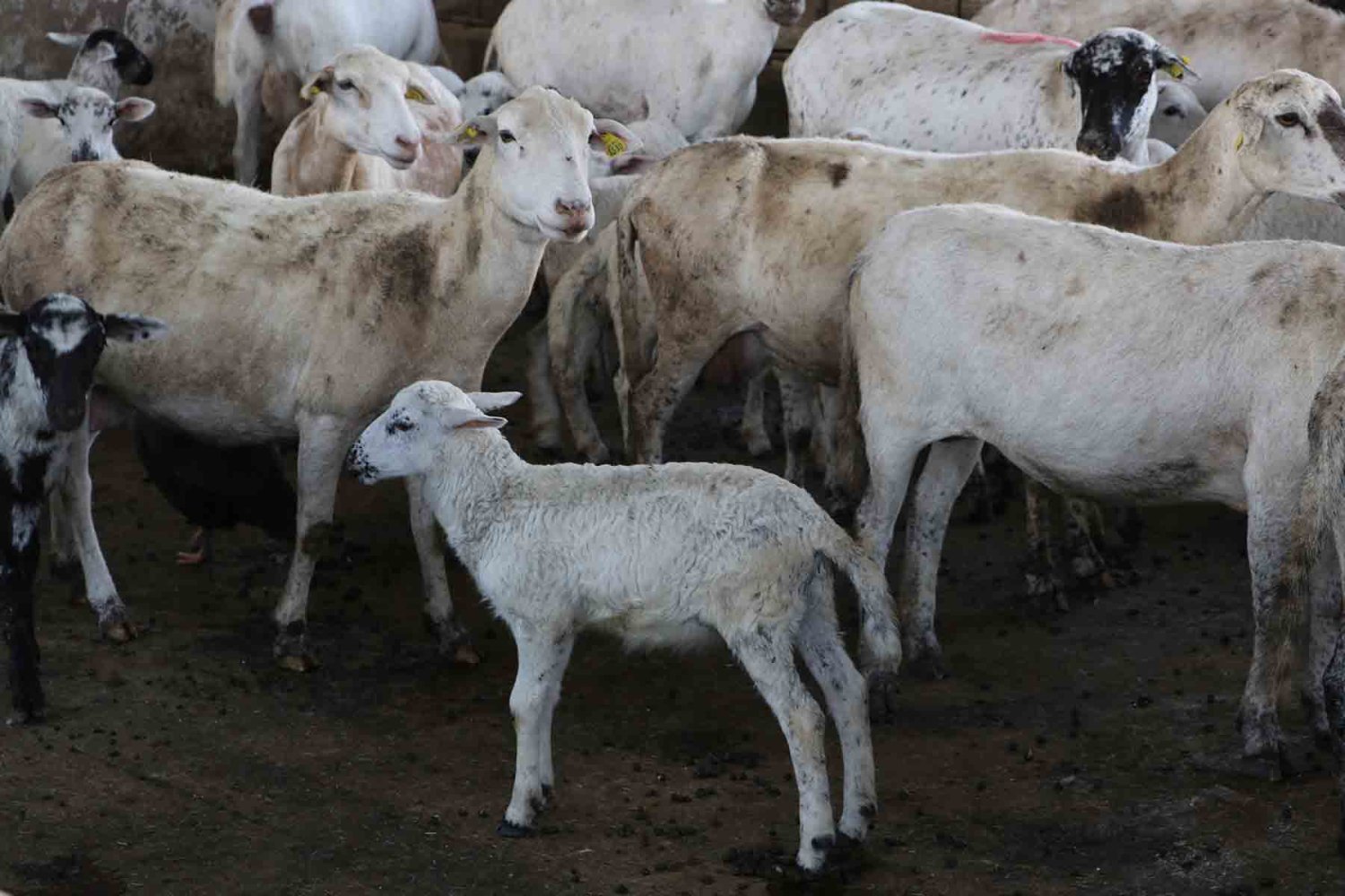 existen muchas certificaciones a nivel mundial que facilitan las exportaciones