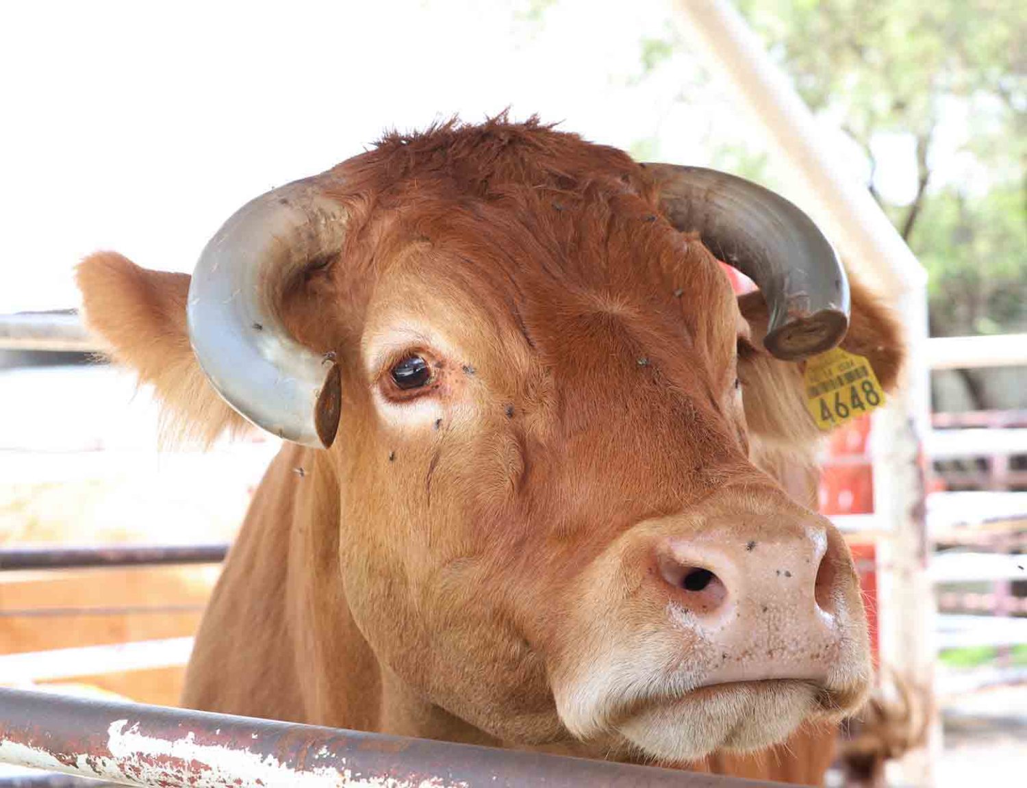 las certificaciones ayudan a asegurar la calidad e inocuidad en la agroindustria