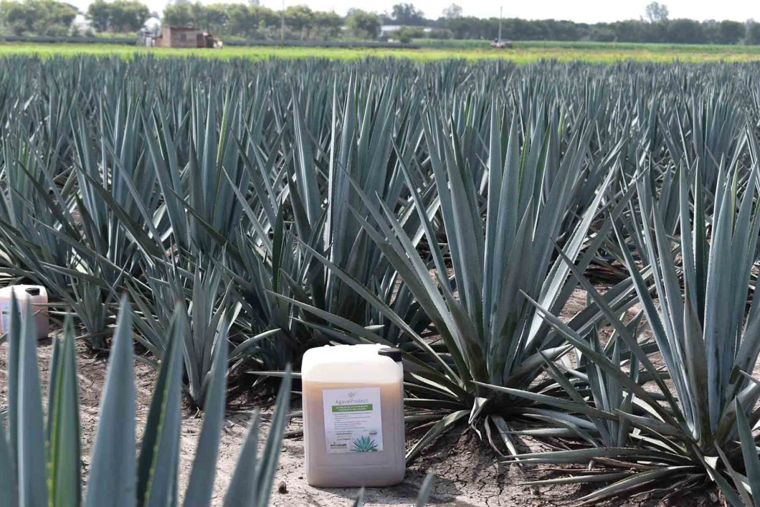 el producto ayuda al crecimiento y combate enfermedades del agave