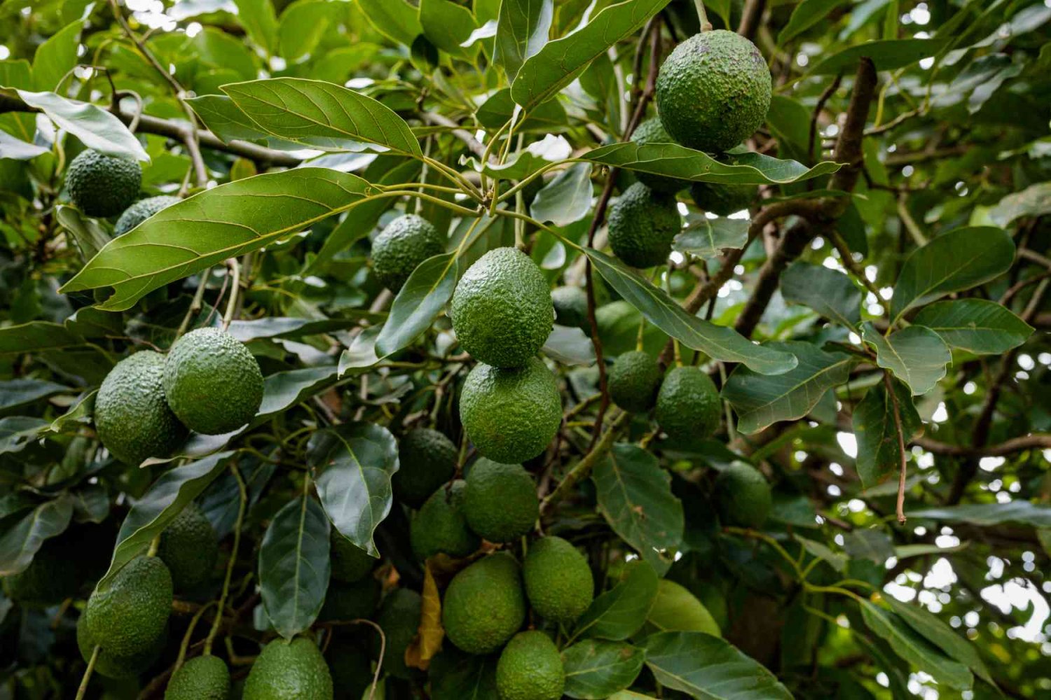 bladimir montoya valenzuela estudio la maestria en derecho fiscal en la uag