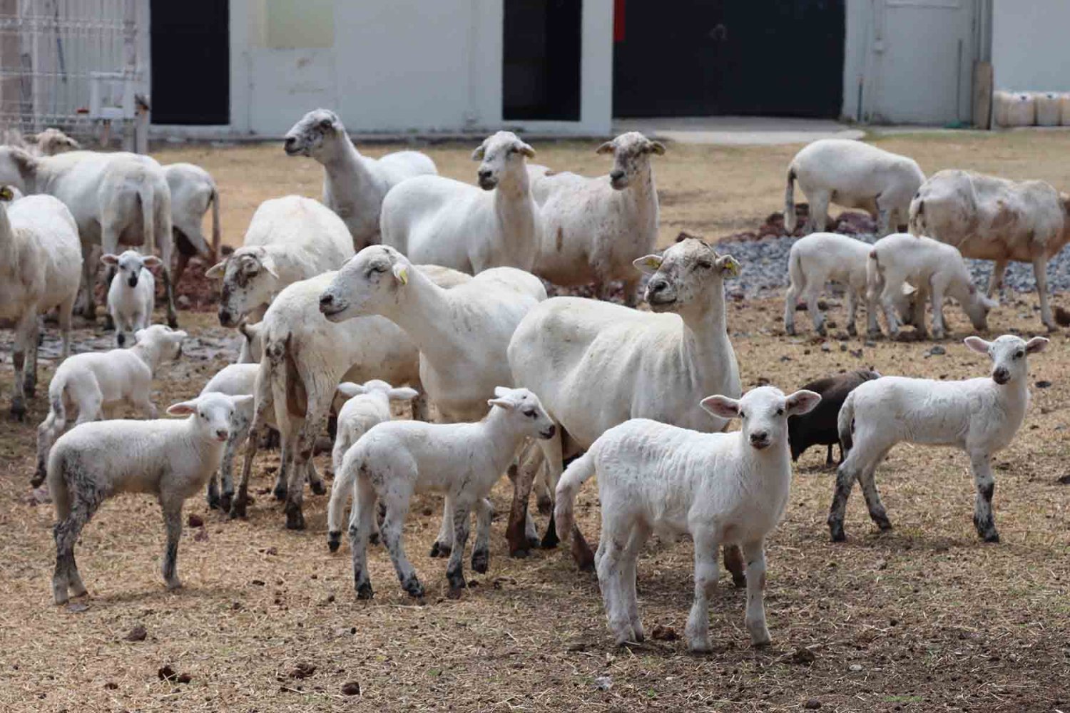 la uag cuenta con infraestructura como el rancho ciamat donde los alumnos realizaran sus practicas
