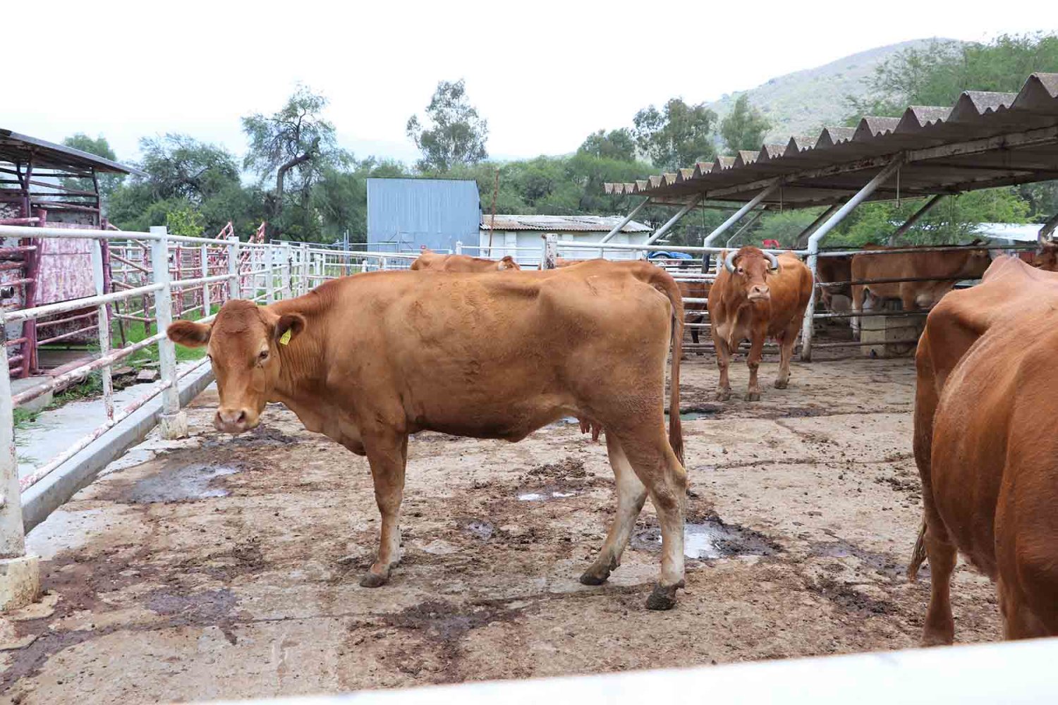 el rancho ciamat tiene una extensión de 12 hectáreas