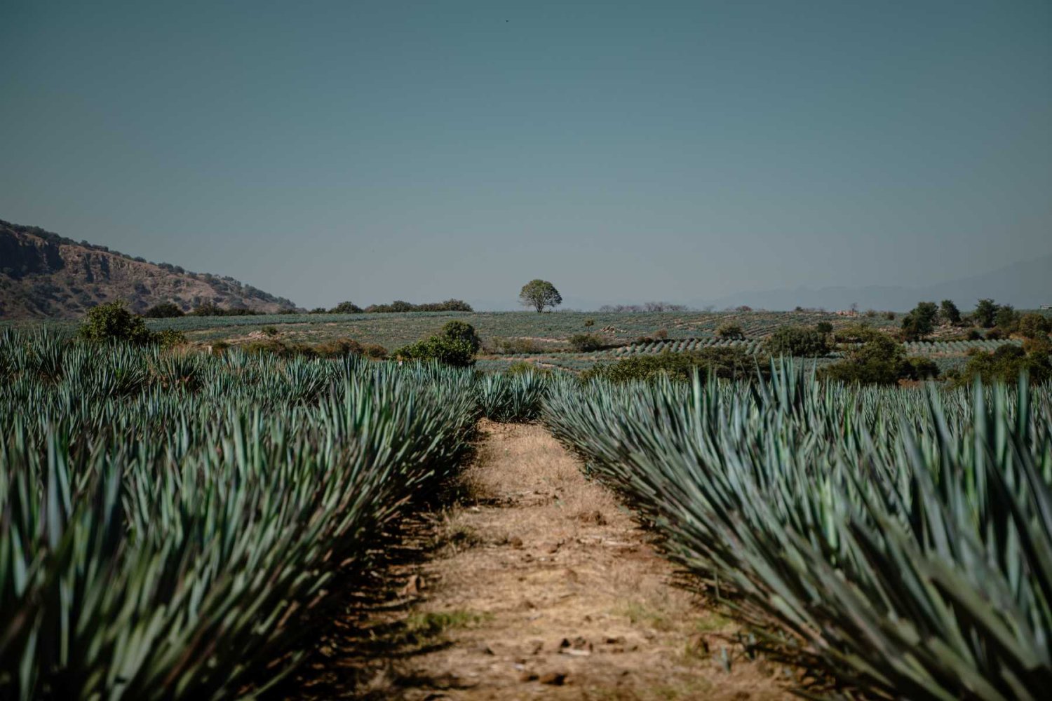 el paisaje agavero fue declarado patrimonio mundial el 24 de julio del 2006