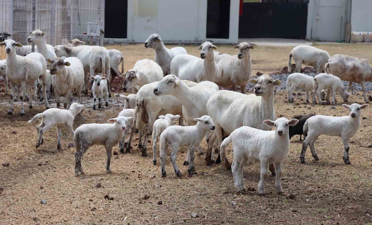 Este es un rancho escuela de la UAG