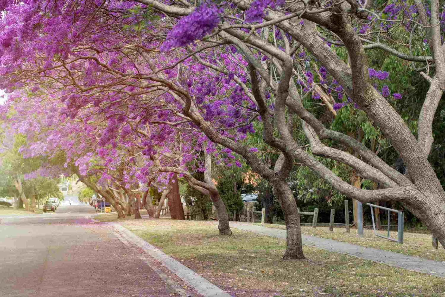 porque las jacarandas florecen en enero