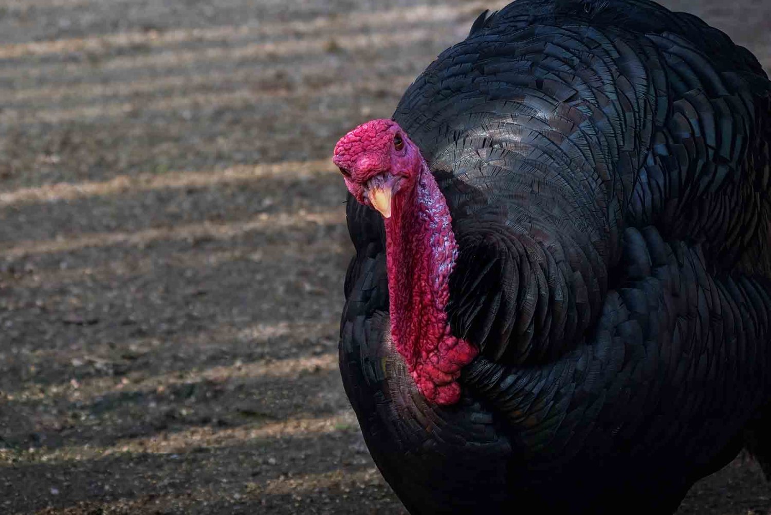produccion de pavo en mexico
