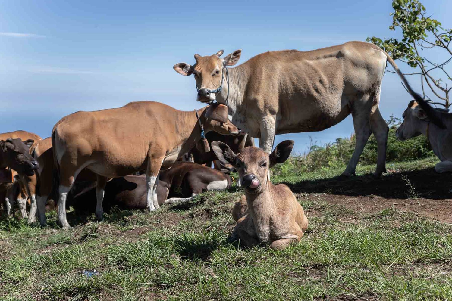 la ganaderia sostenible apuesta por conservar y restaurar los ecosistemas el tiempo que se asegura la produccion de alimentos