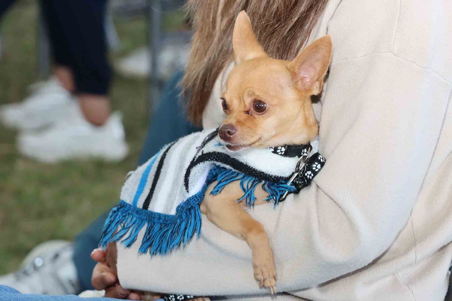 los primeros auxilios veterinarios son una herramienta necesaria para brindarles atencion ante una emergencia a tu animal de compania