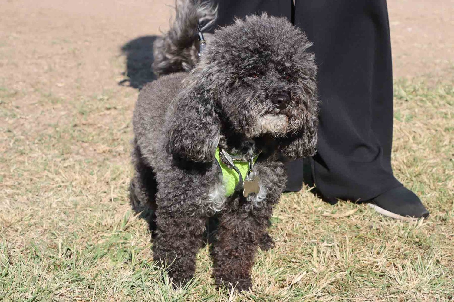 una atencion oportuna puede marcar la diferencia entre la vida y la muerte de tu mascota