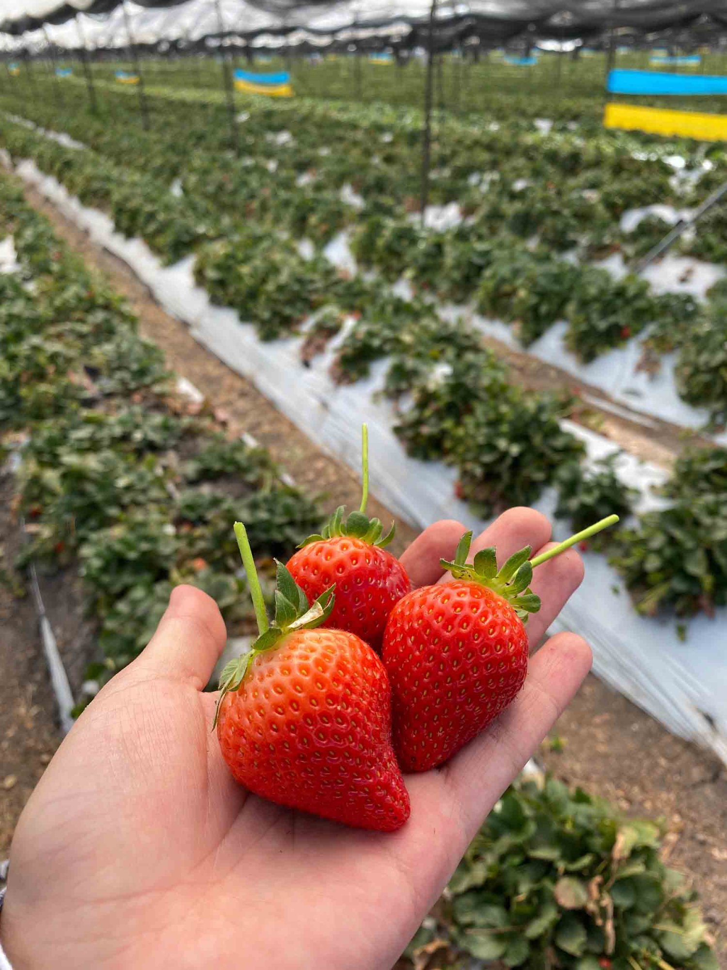 El proyecto aprovecha bacterias benéficas para reducir hongos patógenos en fresas y fortalecer la microbiota del suelo