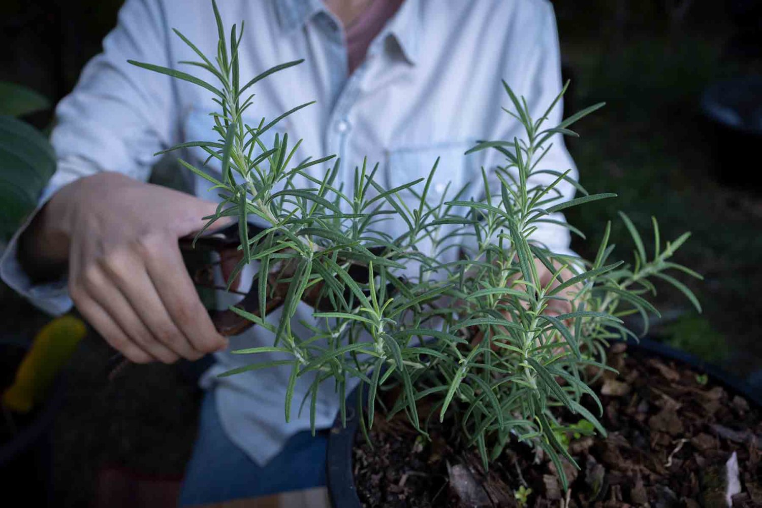 romero una de las plantas que repele insectos