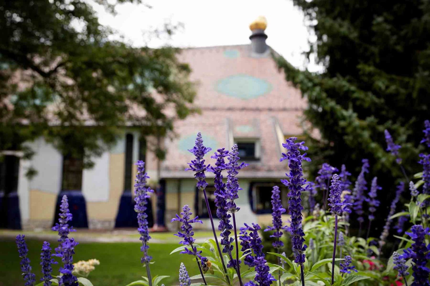 La lavanda aleja moscas, mosquitos y polillas