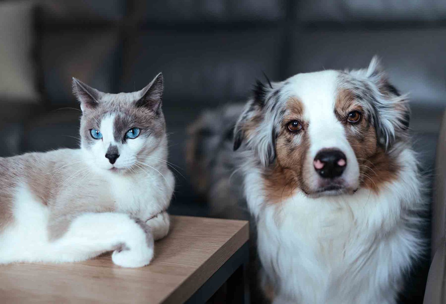 cuida a tus perros y gatos tambien esta temporada